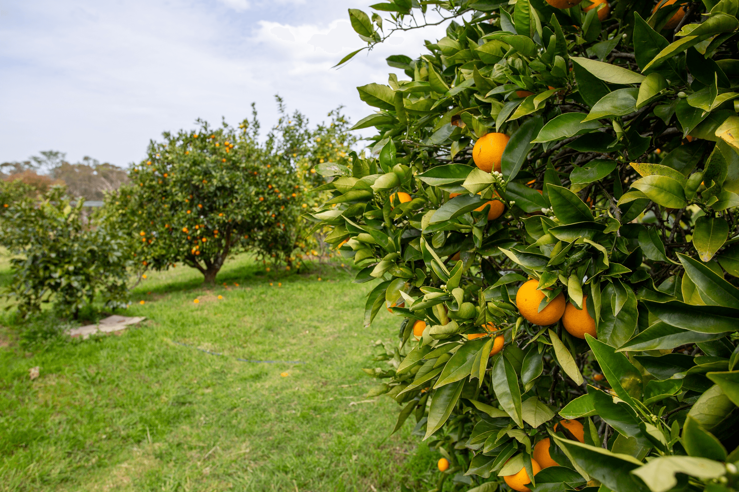 900 Wisemans Ferry Road, Somersby, NSW 2250