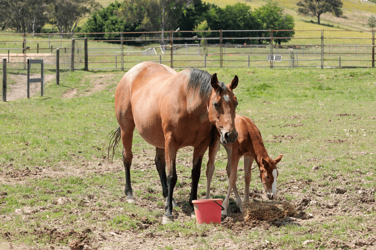 7885 Murray Valley Highway, BULLIOH, VIC 3700