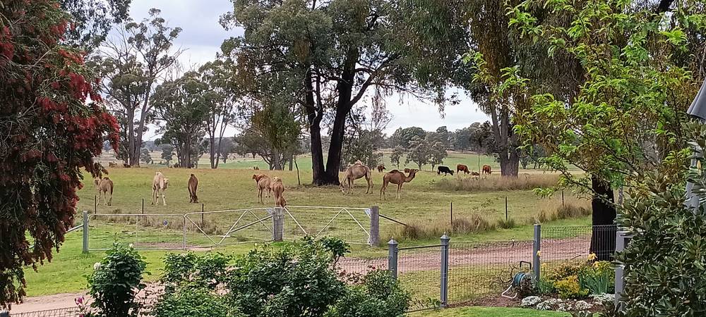 739 Stannifer Road, STANNIFER, NSW 2369