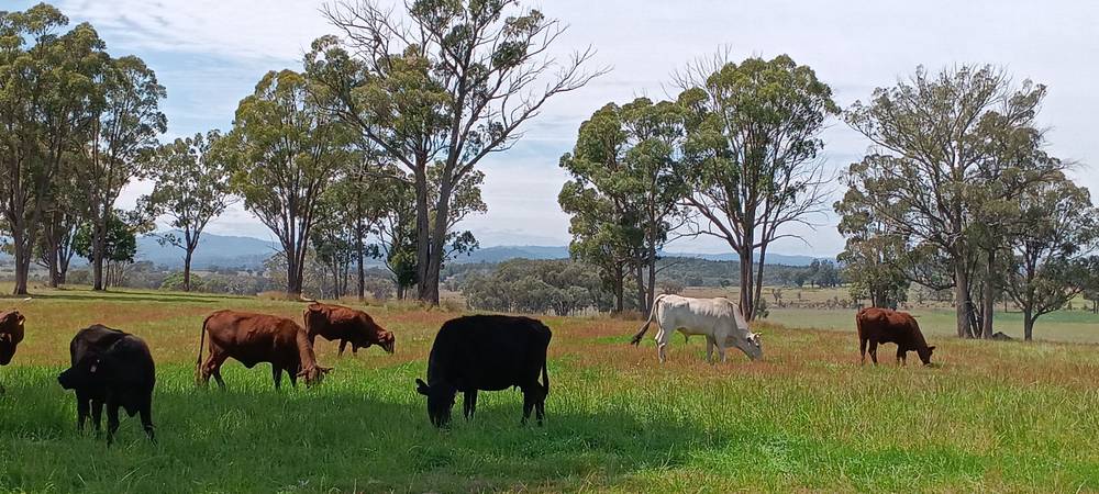 739 Stannifer Road, STANNIFER, NSW 2369