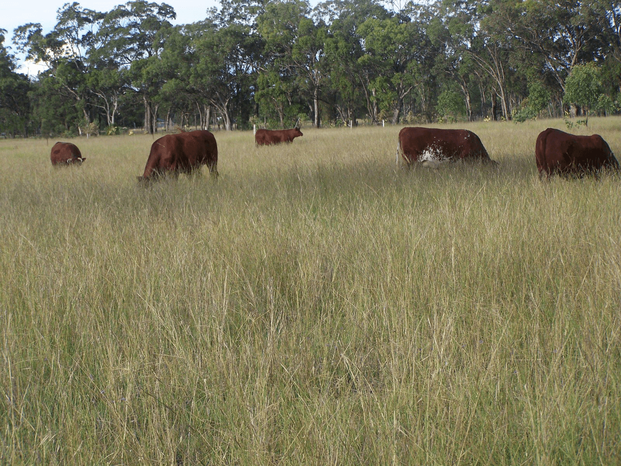 85 Fogartys Crossing Road, LEYBURN, QLD 4365