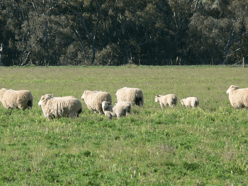 702 Gerrybang Road, GREENETHORPE, NSW 2809