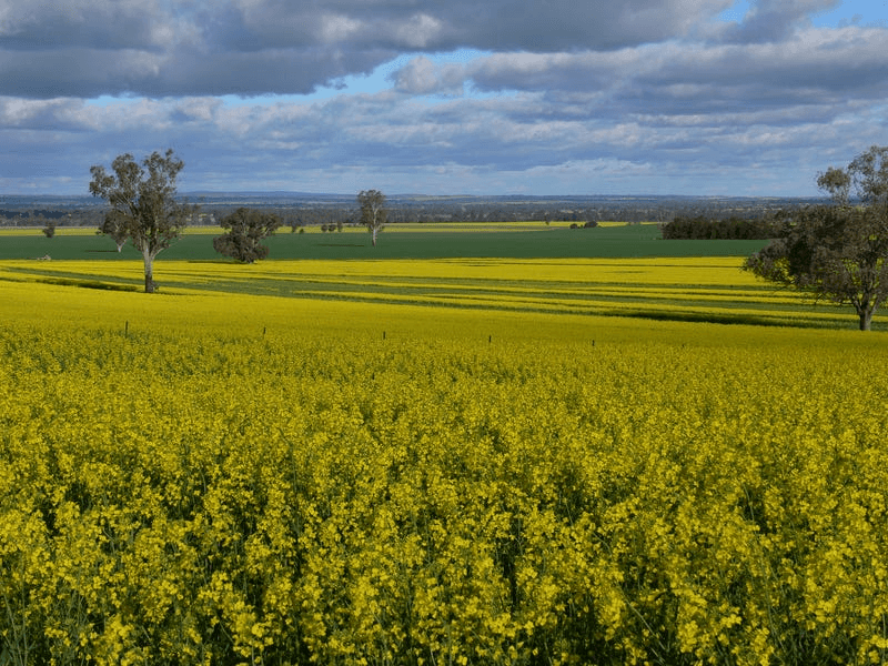 702 Gerrybang Road, GREENETHORPE, NSW 2809