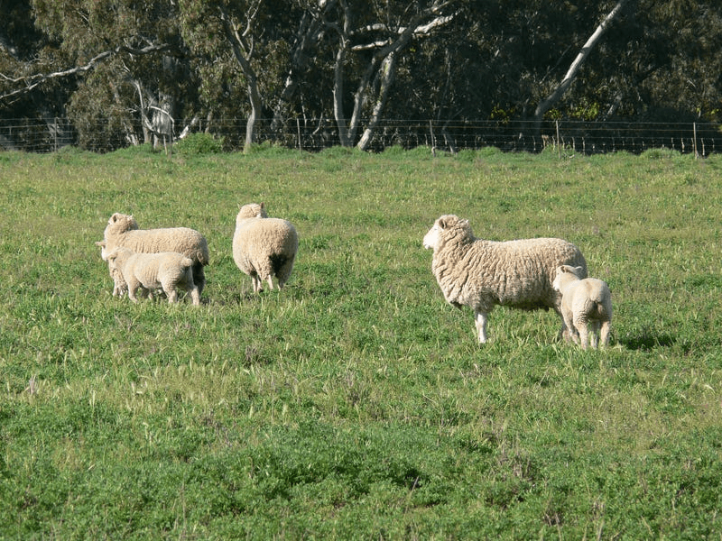 702 Gerrybang Road, GREENETHORPE, NSW 2809