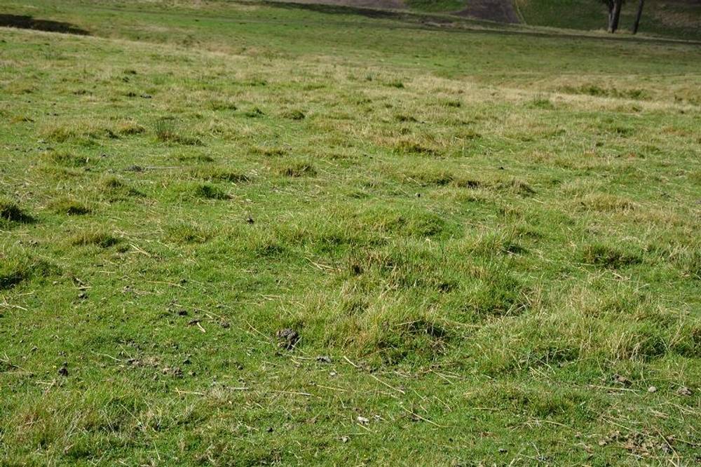 Lot 3 Hills Road, GRAY, tas 7215