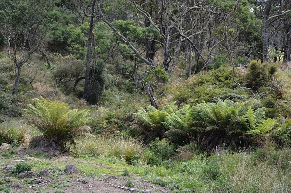 Lot 3 Hills Road, GRAY, tas 7215