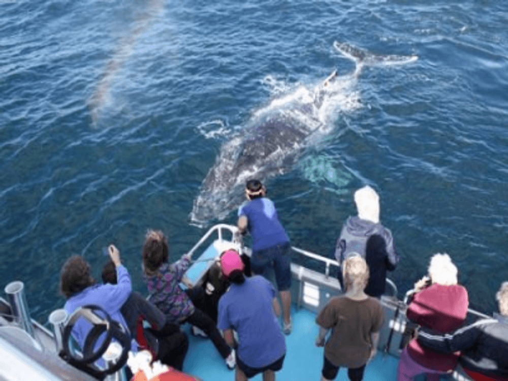 38 Laver Drive, ROBINA, QLD 4226