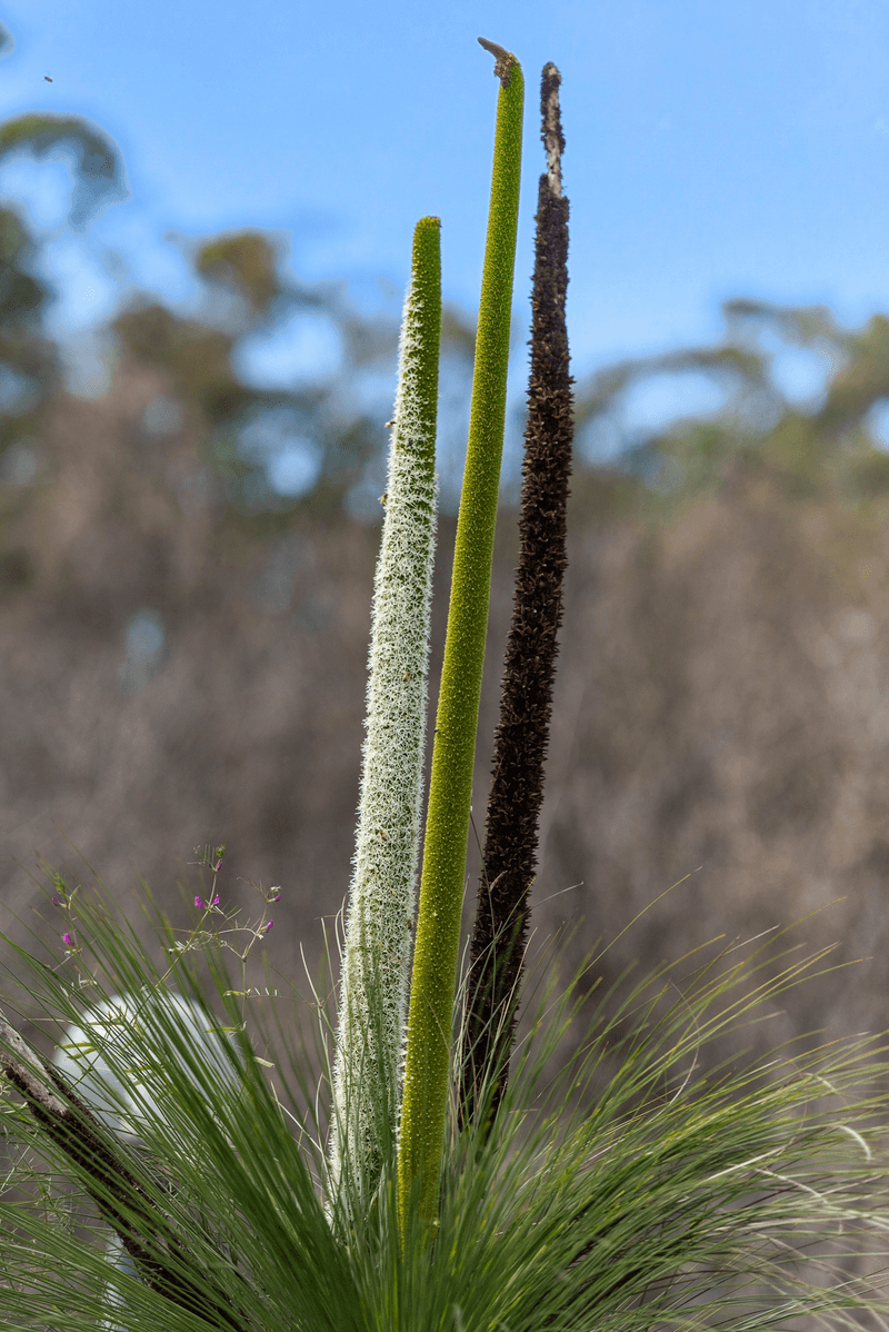12 Dendrobium Crescent, ELANORA HEIGHTS, NSW 2101