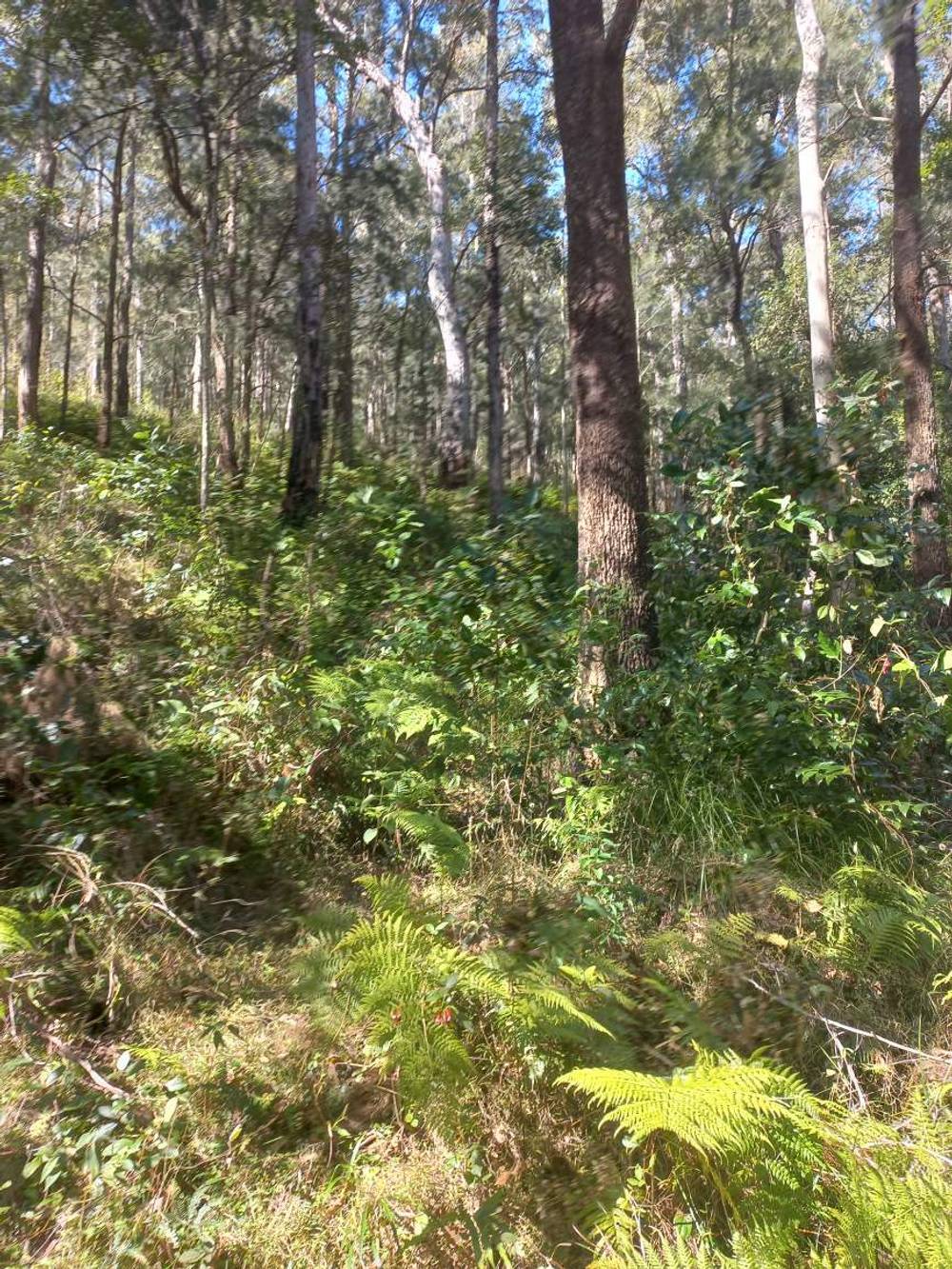 Lot 14, 1762 Five Day Creek Road, Comara, NSW 2440