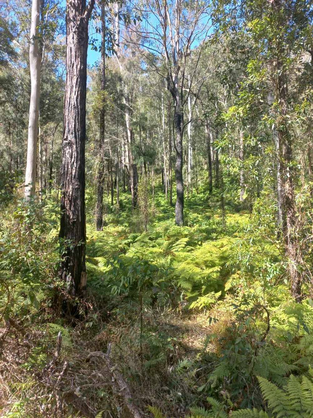 Lot 14, 1762 Five Day Creek Road, Comara, NSW 2440