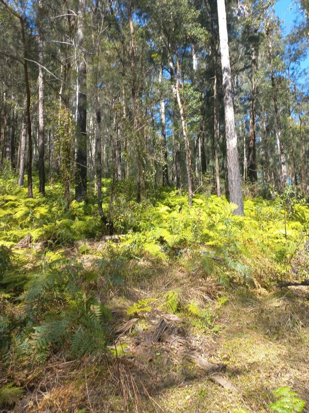 Lot 14, 1762 Five Day Creek Road, Comara, NSW 2440