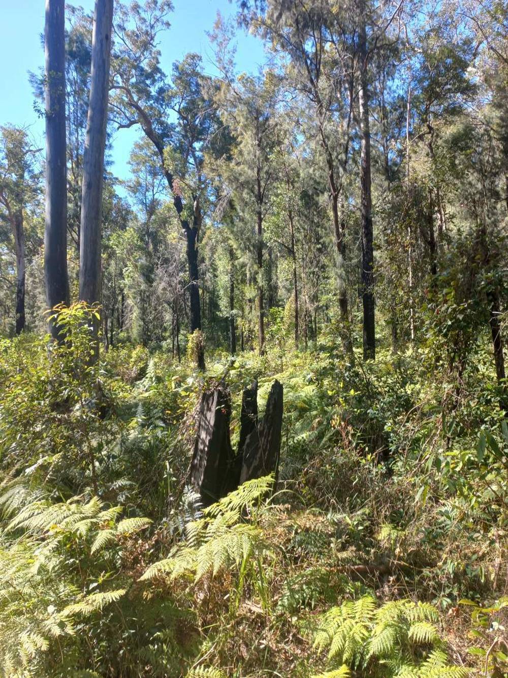 Lot 14, 1762 Five Day Creek Road, Comara, NSW 2440