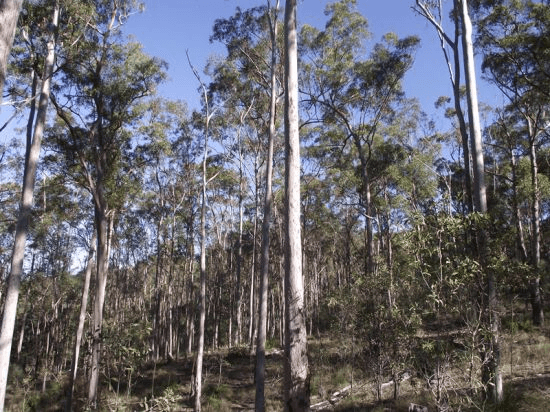 Lot 0 Cnr Gootchie and Sheehans Roads, GOOTCHIE, QLD 4650