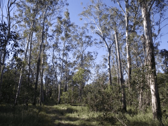 Lot 0 Cnr Gootchie and Sheehans Roads, GOOTCHIE, QLD 4650