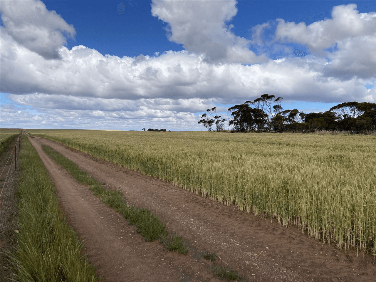 1535 Tooligie Hill Road, Murdinga, SA 5607