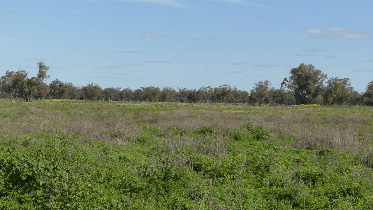 527 Carinda Road, WARREN, NSW 2824