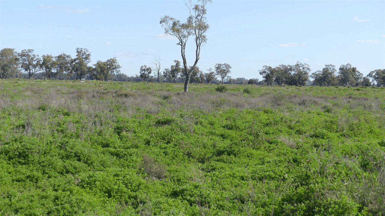 527 Carinda Road, WARREN, NSW 2824