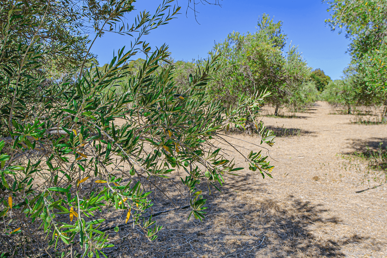 74 Higgs Place, BAKERS HILL, WA 6562