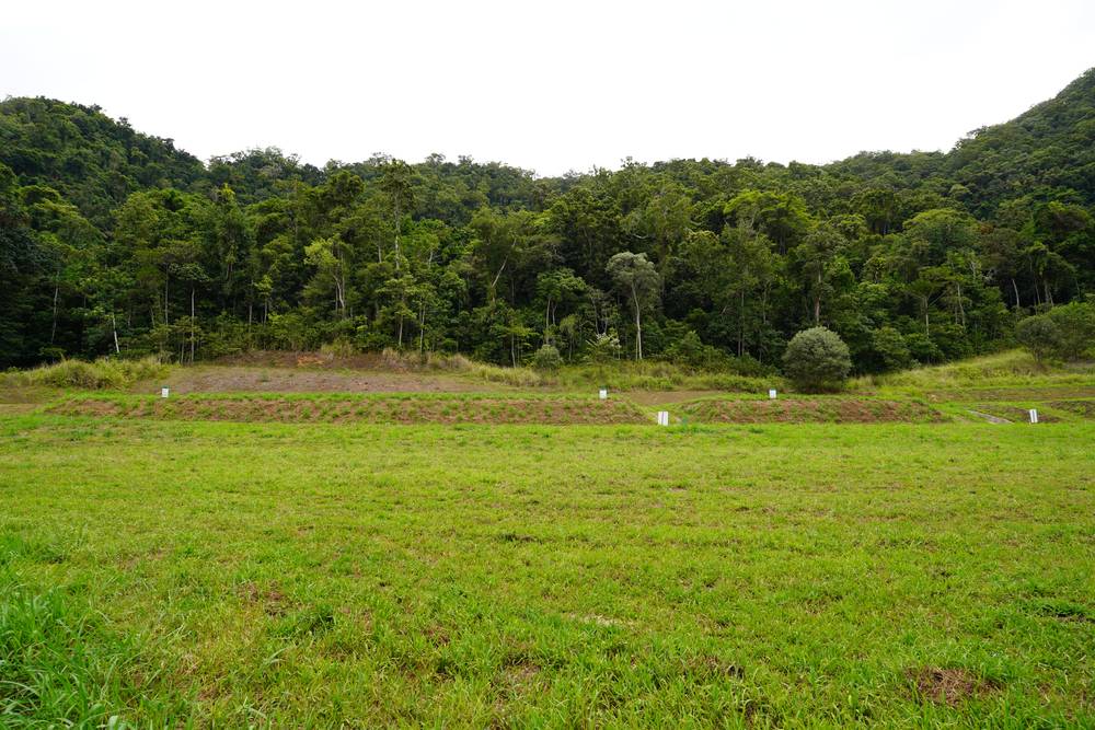Lot 16 Cascades Drive, REDLYNCH, QLD 4870