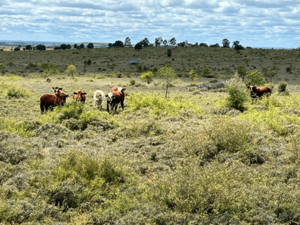 2941 Roma - Taroom Road, ROMA, QLD 4455