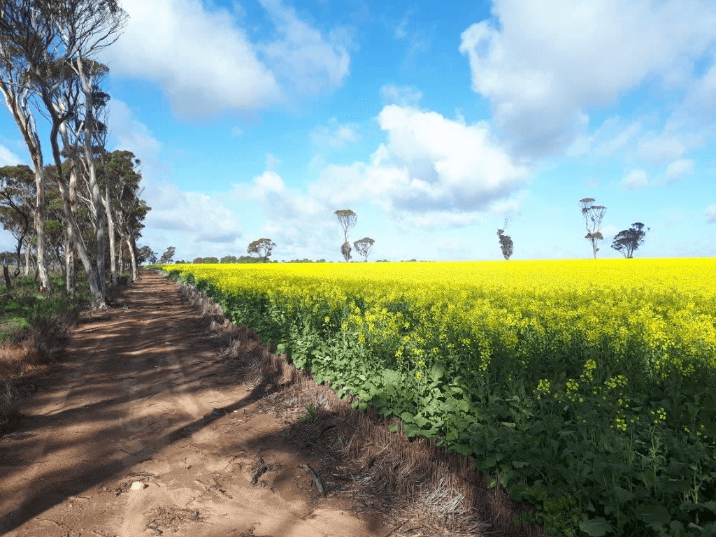 . Bellrock - Jubuk, CORRIGIN, WA 6375