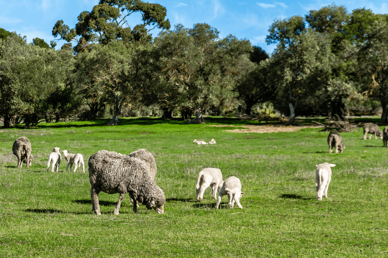 62 Radford Road, ANGASTON, SA 5353