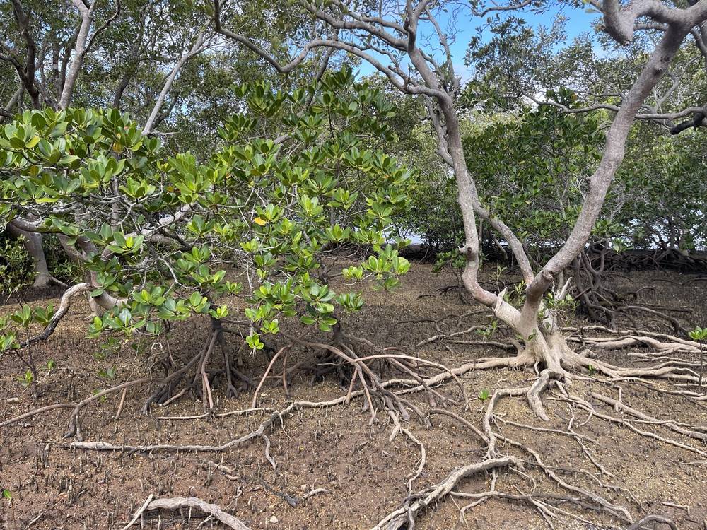 66 Canaipa Point Dr, Russell Island, QLD 4184