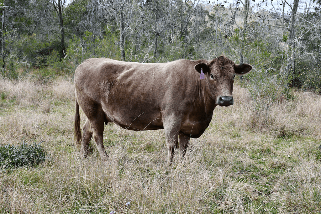 Lot 320 Coalbank Boundary Road, DOCTOR CREEK, QLD 4352