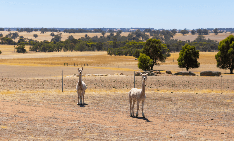 Lot 1443 Playle Road, WILLIAMS, WA 6391