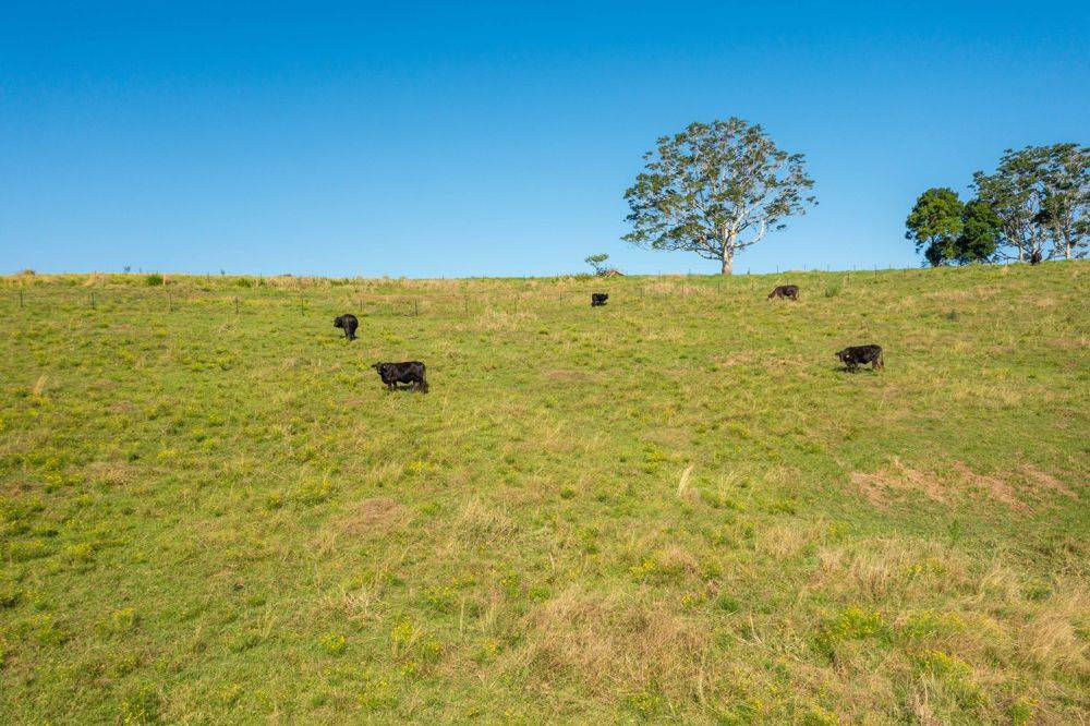 353 Rhones Creek Road, TALARM, NSW 2447