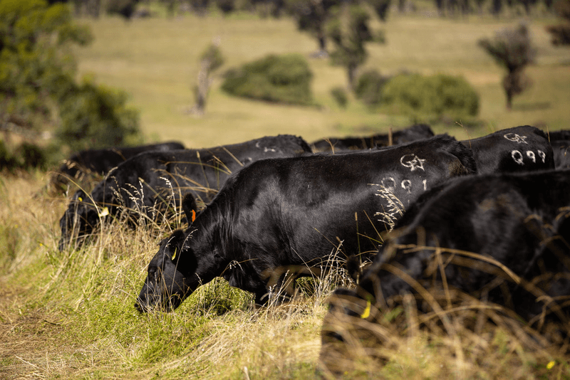 479 Whans Road, LLANGOTHLIN, NSW 2365