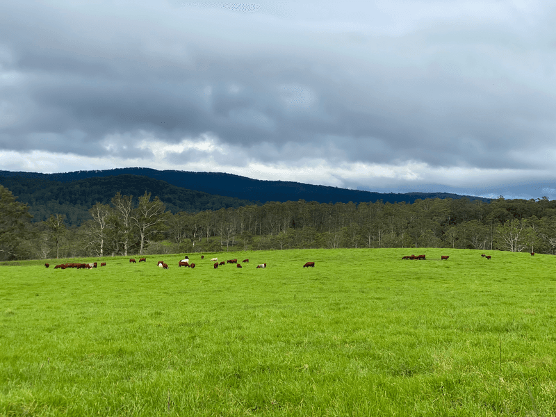 1591 Tyringham Road, DORRIGO, NSW 2453