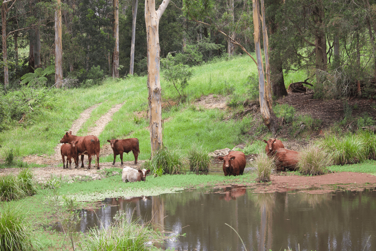 1591 Tyringham Road, DORRIGO, NSW 2453