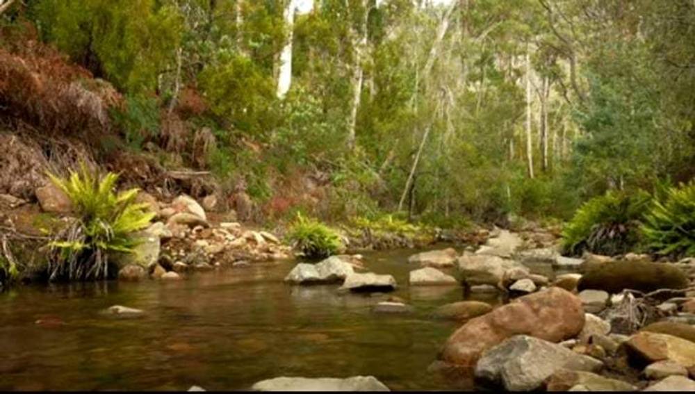 101 Stinging Nettle Gully Road, MOLESWORTH, TAS 7140