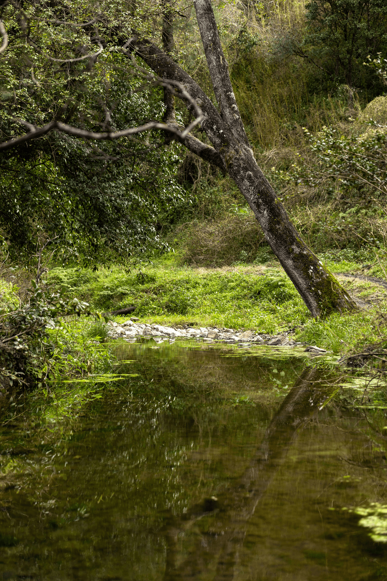 Lot 78 McPhersons Country Estate, Enfield Range Road, CELLS RIVER, NSW 2424