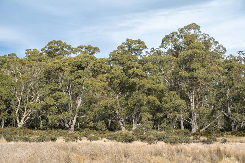 172 Woodwards Bay Road, Bradys Lake, TAS 7140