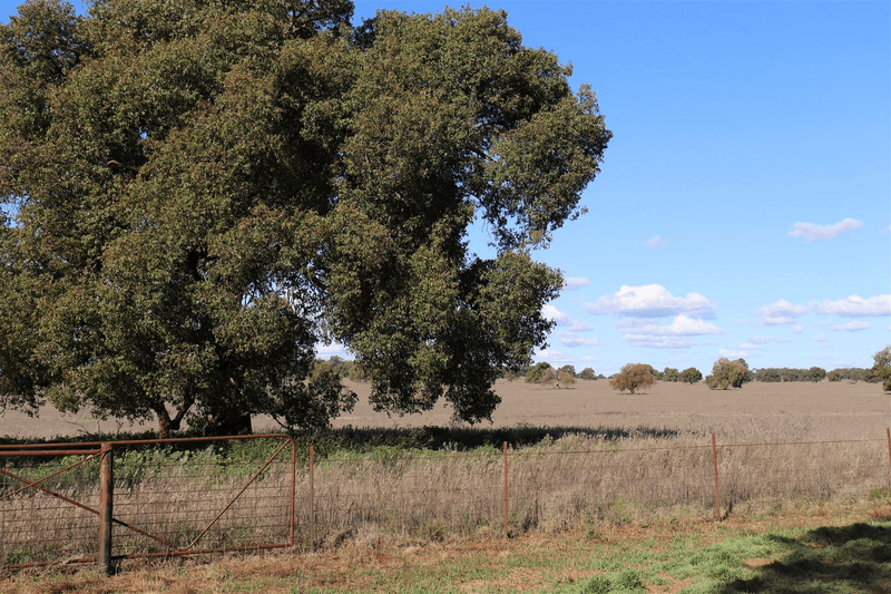 "Roseleigh" Roseleigh Road, Trundle, NSW 2875