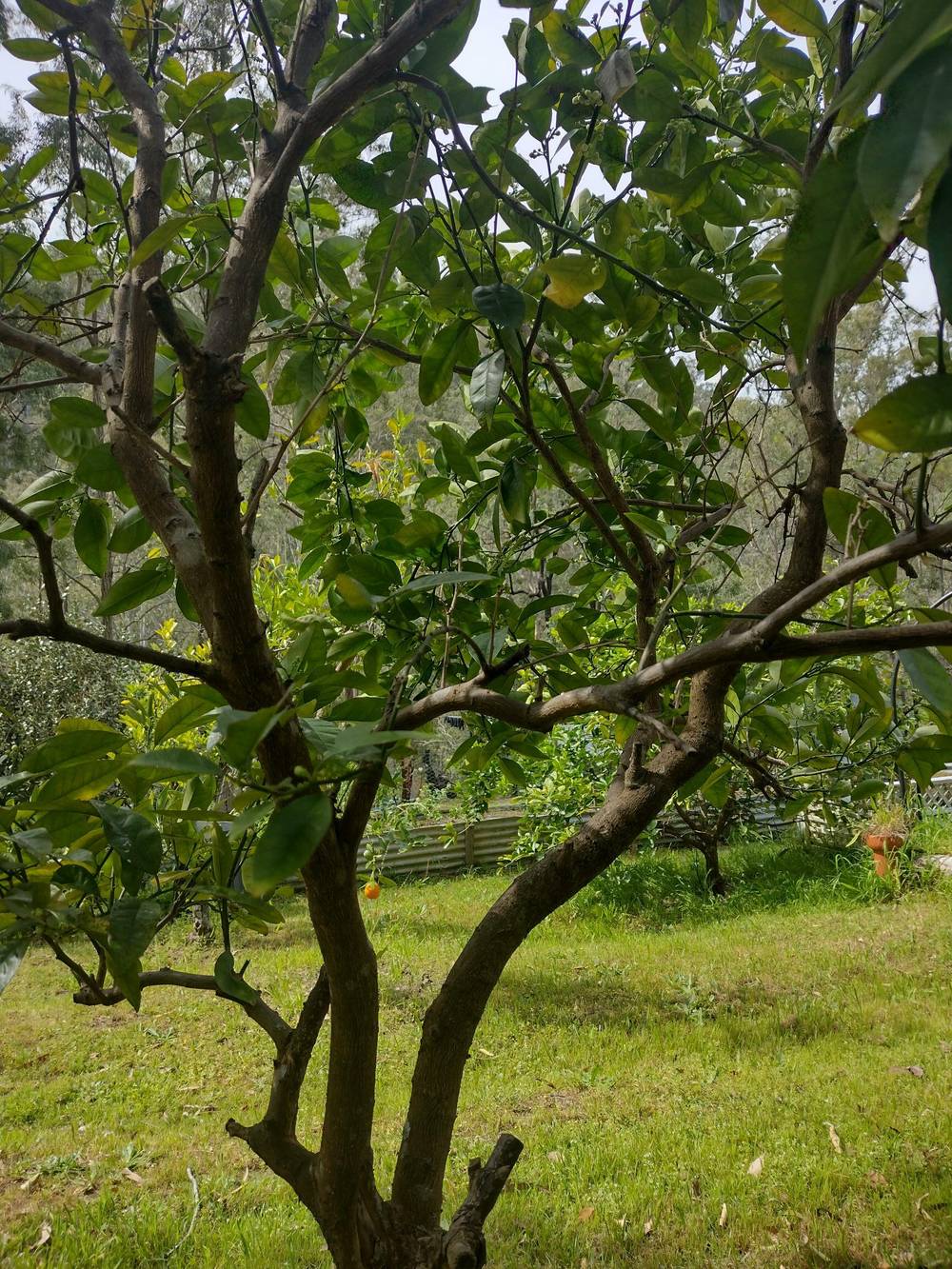 75 L3 Private Access, Laguna, NSW 2325