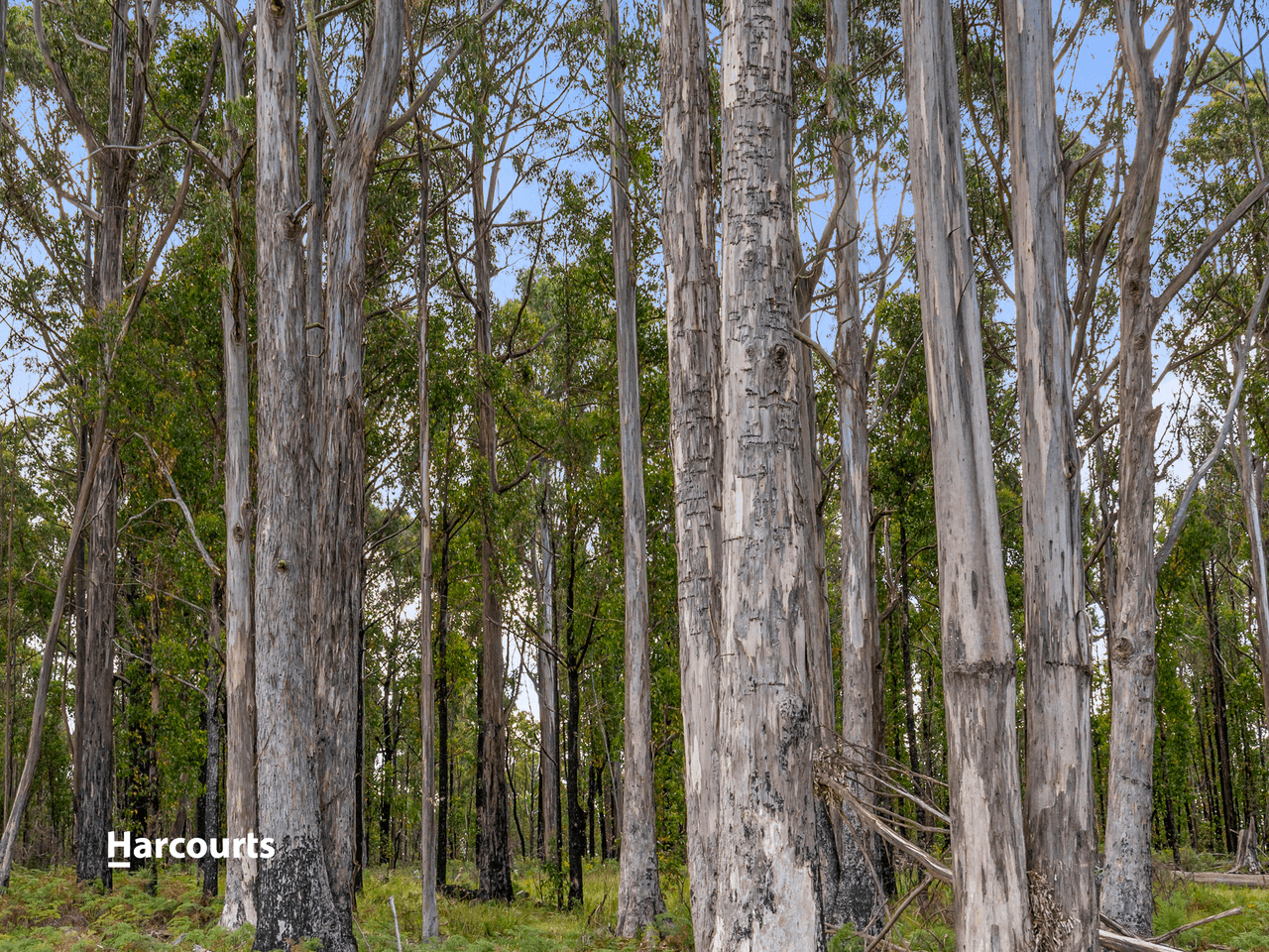 Lot 2 Lightwood Creek Road, GLEN HUON, TAS 7109