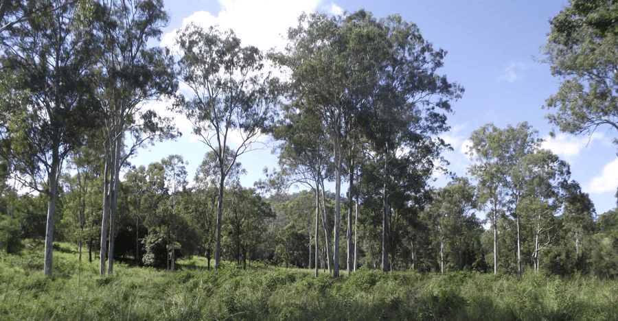 Reid Road, LOWER WONGA, QLD 4570