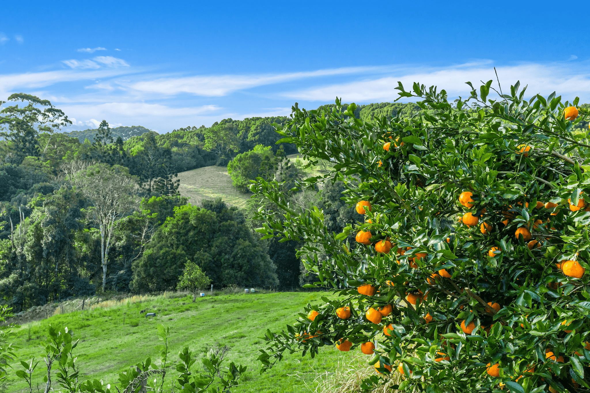 107 Risleys Hill Road, FEDERAL, NSW 2480