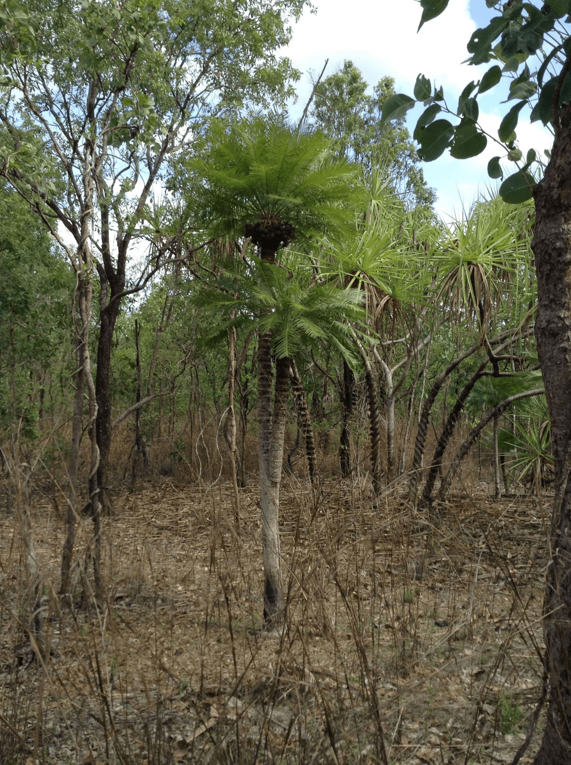 440 Miles Road, EVA VALLEY, NT 0822