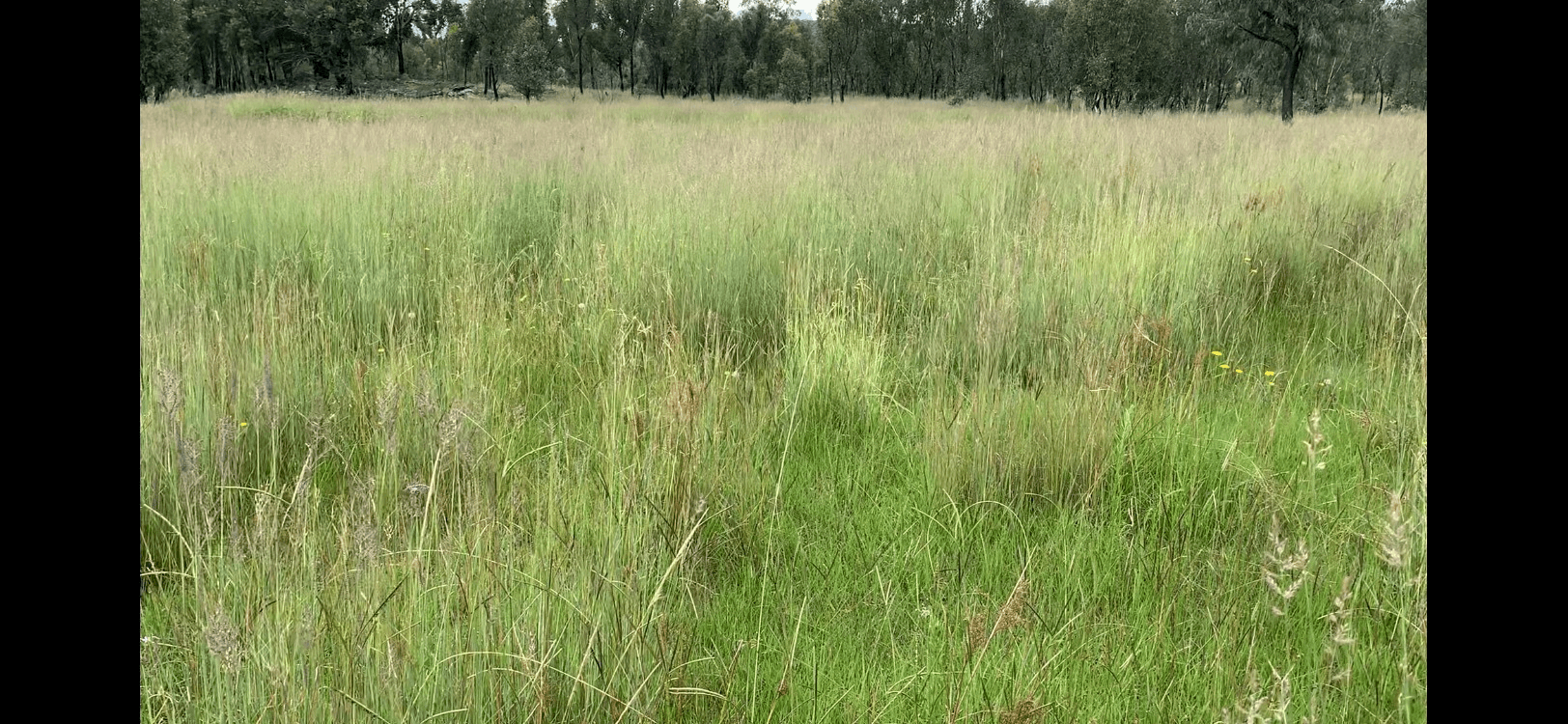 404 New Valley Rd, TINGHA, Inverell, NSW 2360