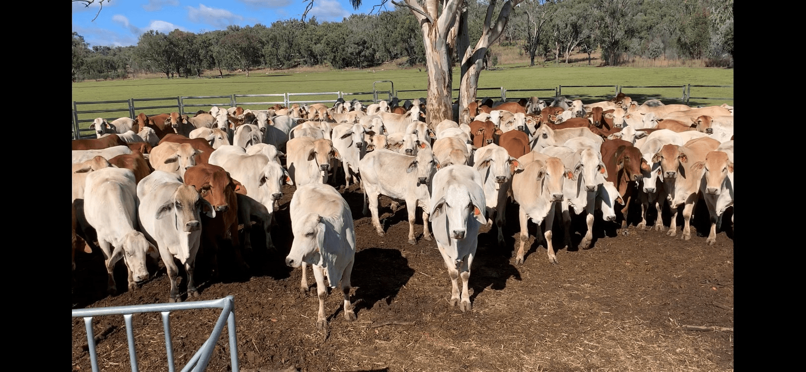 404 New Valley Rd, TINGHA, Inverell, NSW 2360