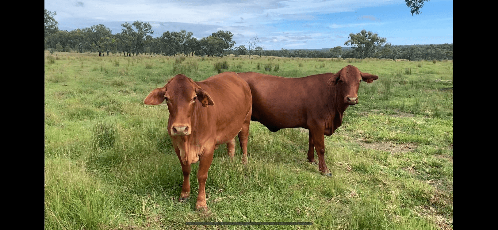 404 New Valley Rd, TINGHA, Inverell, NSW 2360