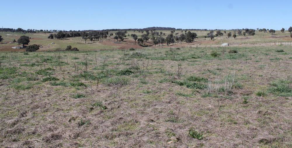 376 Kingstown Road, URALLA, NSW 2358