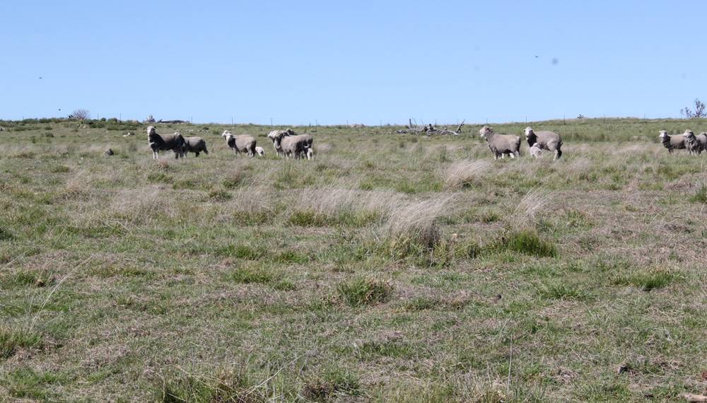 376 Kingstown Road, URALLA, NSW 2358