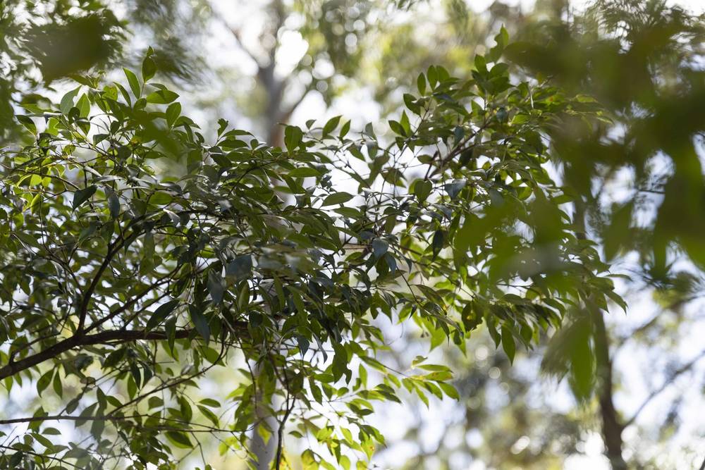 Lot 5 Castle Road, CABARLAH, QLD 4352