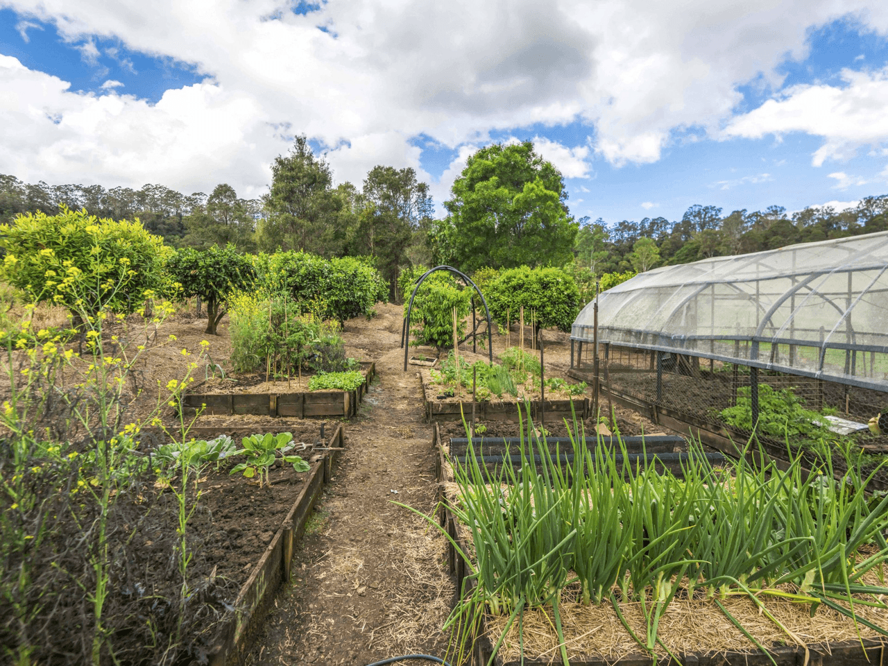 1722 Nimbin Road, COFFEE CAMP, NSW 2480