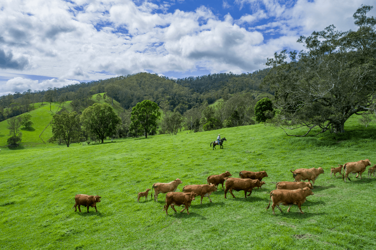 209 Booloumba Creek Road, CAMBROON, QLD 4552